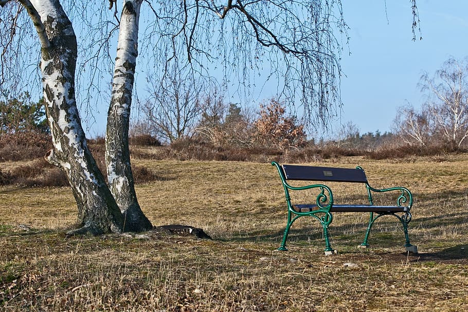 bench, birch, bench under a birch, tree, plant, tree trunk HD wallpaper
