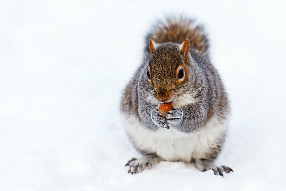 gray and white squirrel, animal, brown, cold, creature, cute HD wallpaper