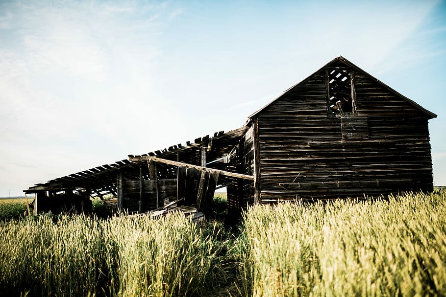 brown wooden barn surrounded green plants, brown wooden barn house near green field at daytime HD wallpaper