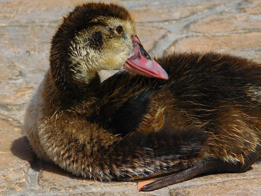 duck, animal, biped, beak, nature, feathers, chick, animal themes HD wallpaper