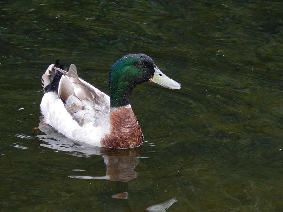 duck, water, river, animal wildlife, animals in the wild, lake HD wallpaper