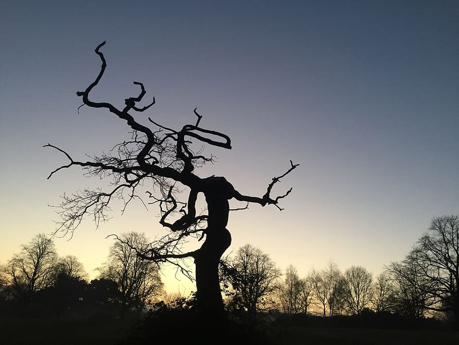 park, tree, nature, landscape, sunset, sky, silhouette, plant HD wallpaper