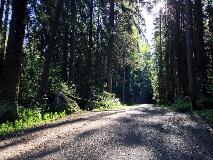 summer, light rays, forest, forest way, sunlight, gravel, shadows HD wallpaper