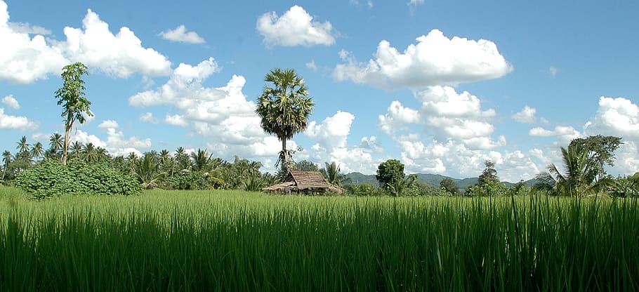 green grass field under clear sky, thailand, landscape, rice, HD wallpaper