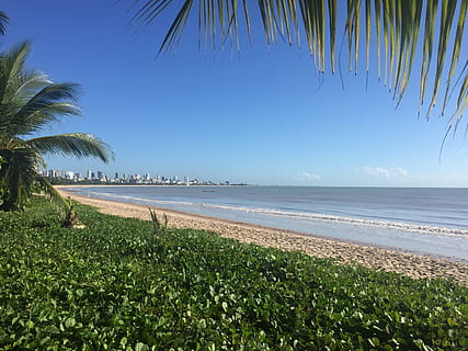 beach, recife, mar, water, sea, plant, palm tree, beauty in nature HD wallpaper
