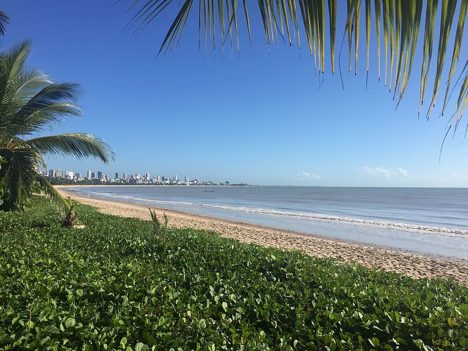 beach, recife, mar, water, sea, plant, palm tree, beauty in nature HD wallpaper