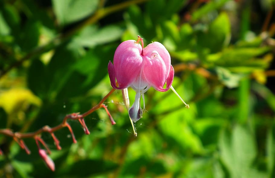flower, hearts, pink, garden, spring, nature, flowering plant HD wallpaper