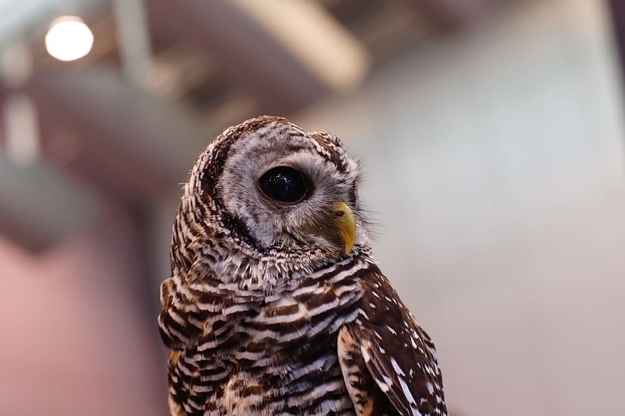 list, and, bird, one animal, animal wildlife, bird of prey HD wallpaper