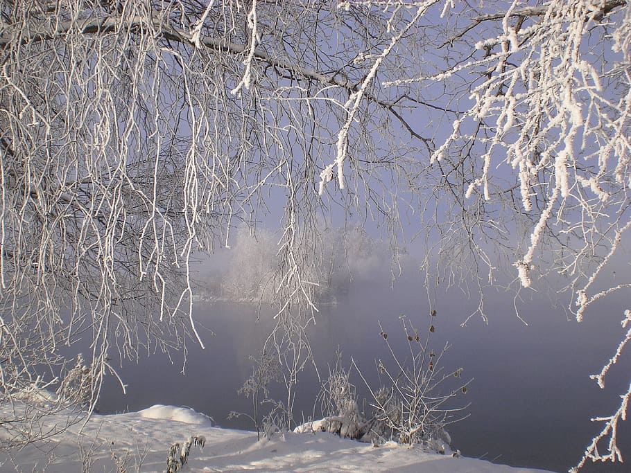 Frost, Ice, Tree, Icy, brench, snovy, cold, winter, lake, frozen HD wallpaper