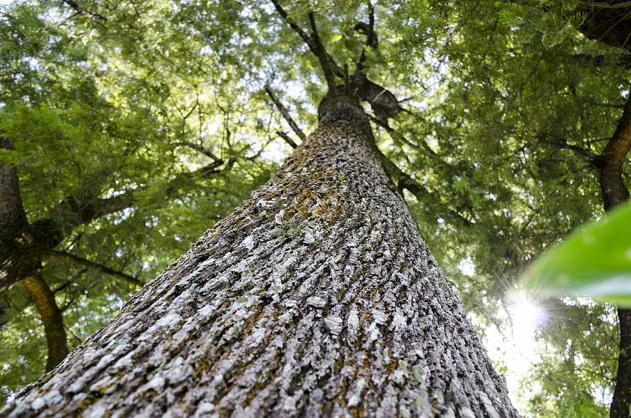 Nature, Trunk, Branches, Tree, fprest, wood, sun, search, forest HD wallpaper
