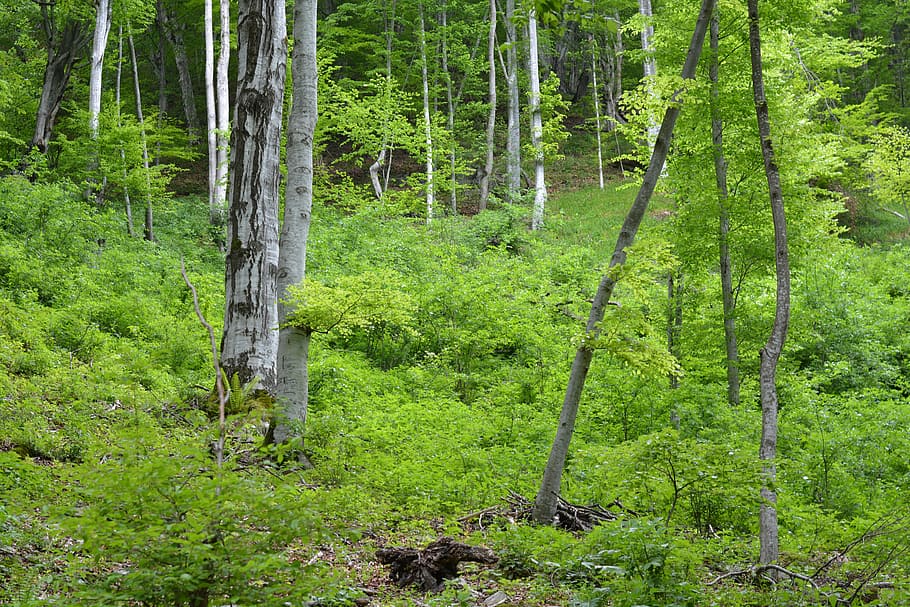 forest, wood, trees, nature, green, environment, outdoor, landscape HD wallpaper
