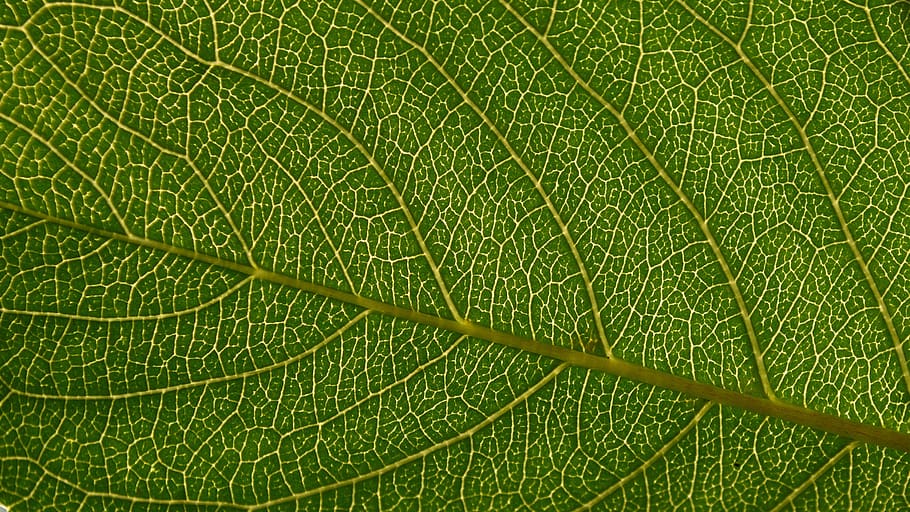 leaf, backlit, green, flora, foliage, macro, translucency, green color HD wallpaper