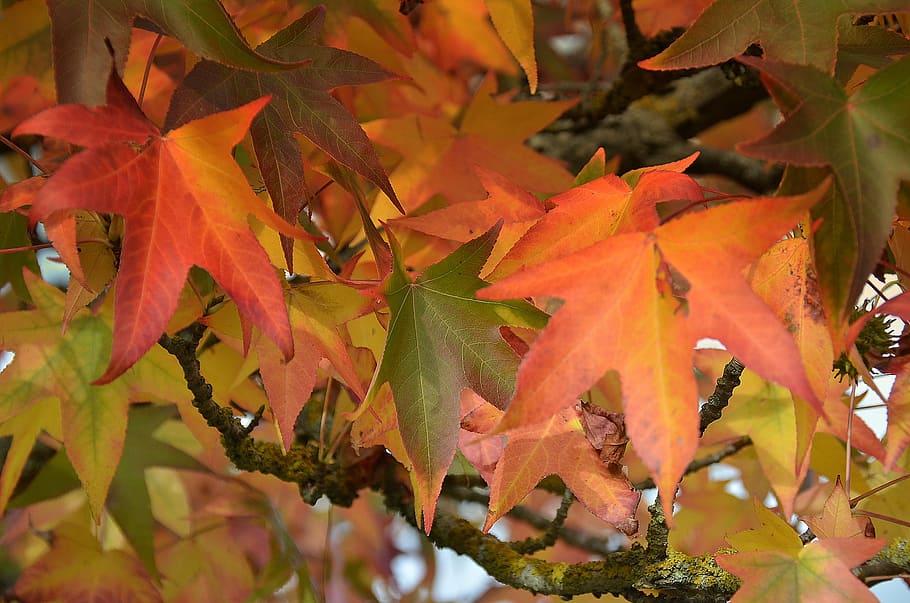 nature, leaves fall, colorful, maple, plant part, autumn, leaf HD wallpaper
