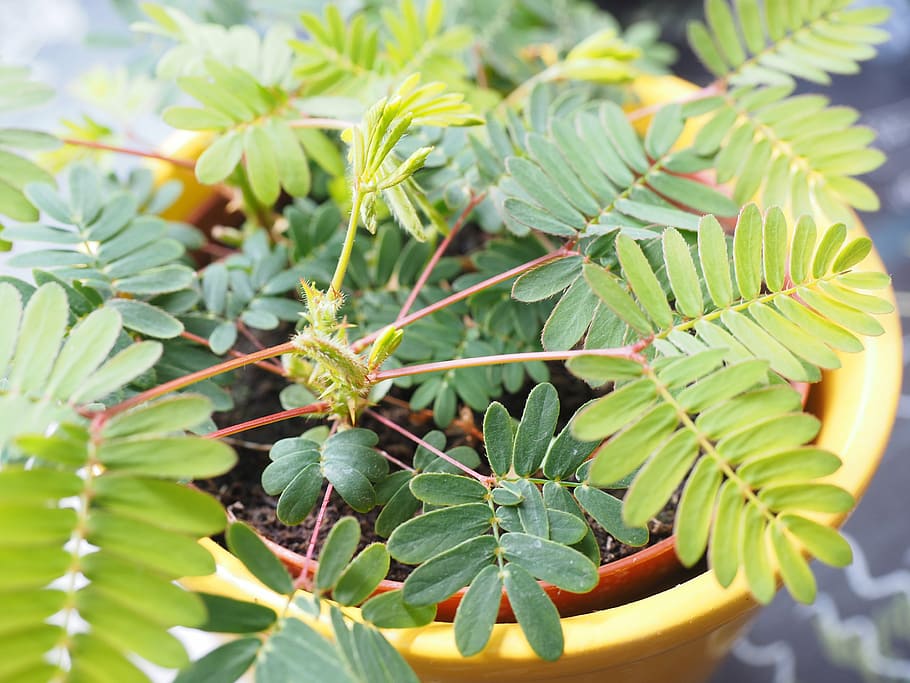 mimosa, leaves, green, pinnate, mimosa pudica, bashful sensitive plant