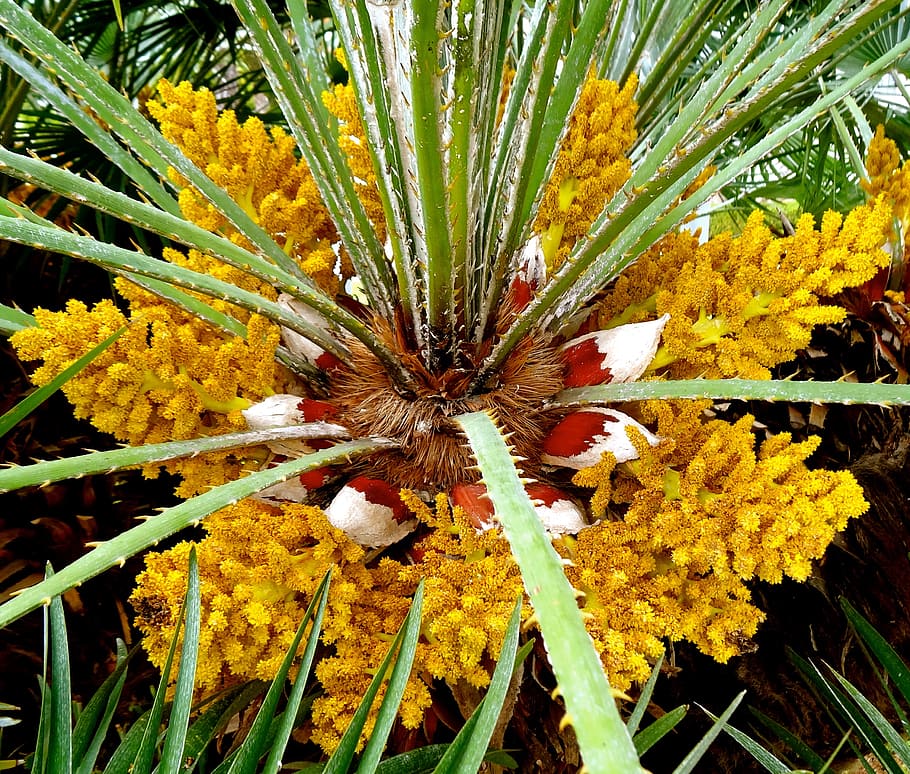 flower, palm, palm trees, beach, flowering plant, beauty in nature HD wallpaper
