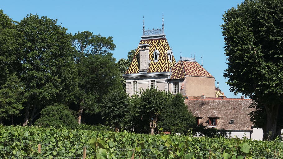 vineyard, vines, grapes, burgundy, castle, domain, wines, aloxe corton HD wallpaper