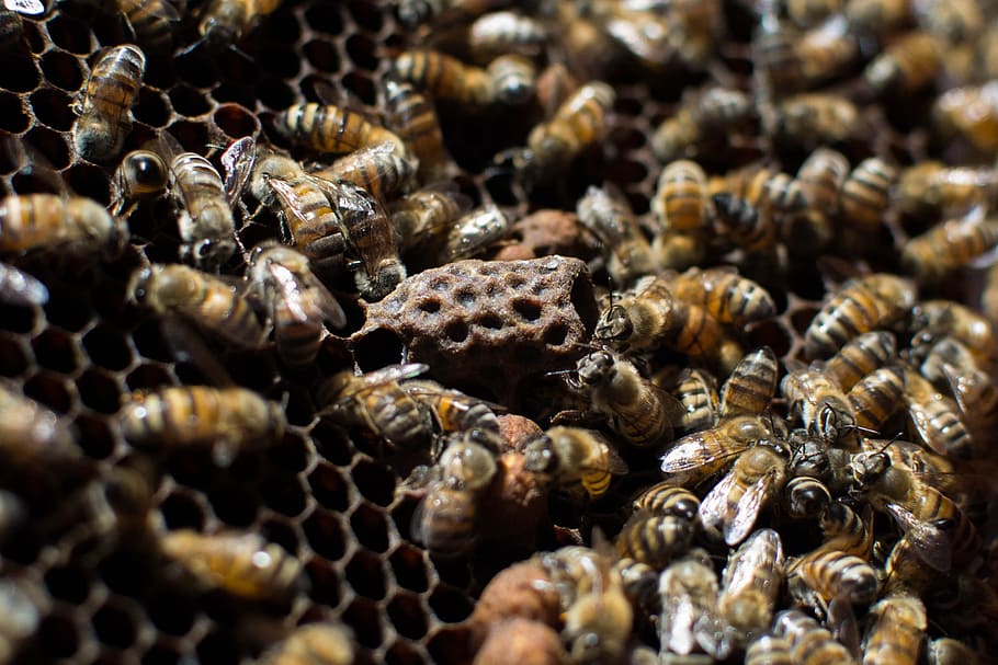 bees, nature, beekeeping, animal wildlife, animal themes, invertebrate HD wallpaper