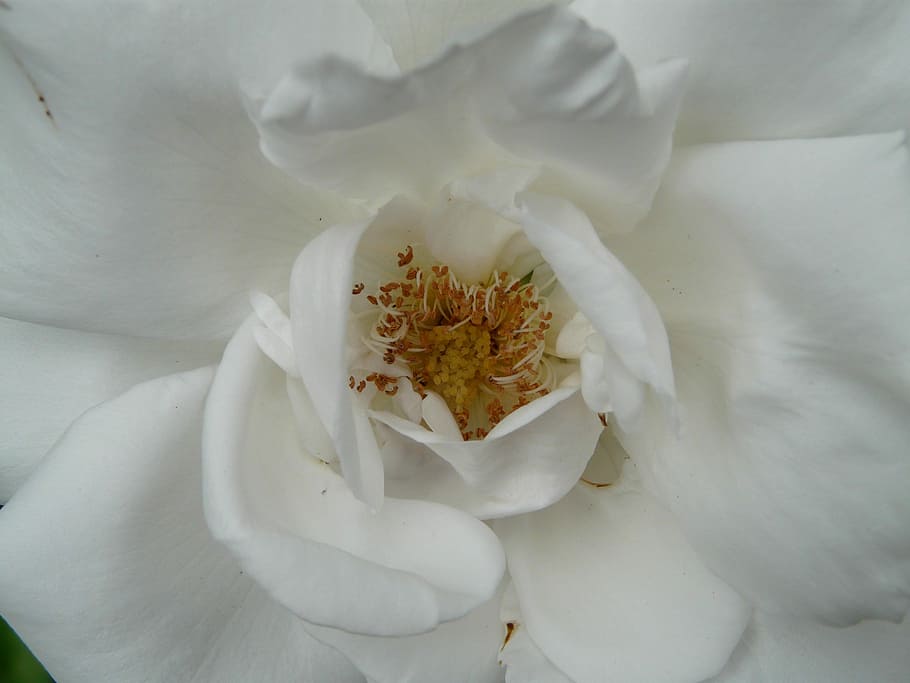 White, Petals, rose bloom, fragrant flowers, close, macro, flora HD wallpaper
