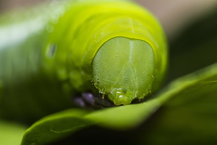 bug, canon, caterpillar, insect, macro, macro photo, macro photography HD wallpaper