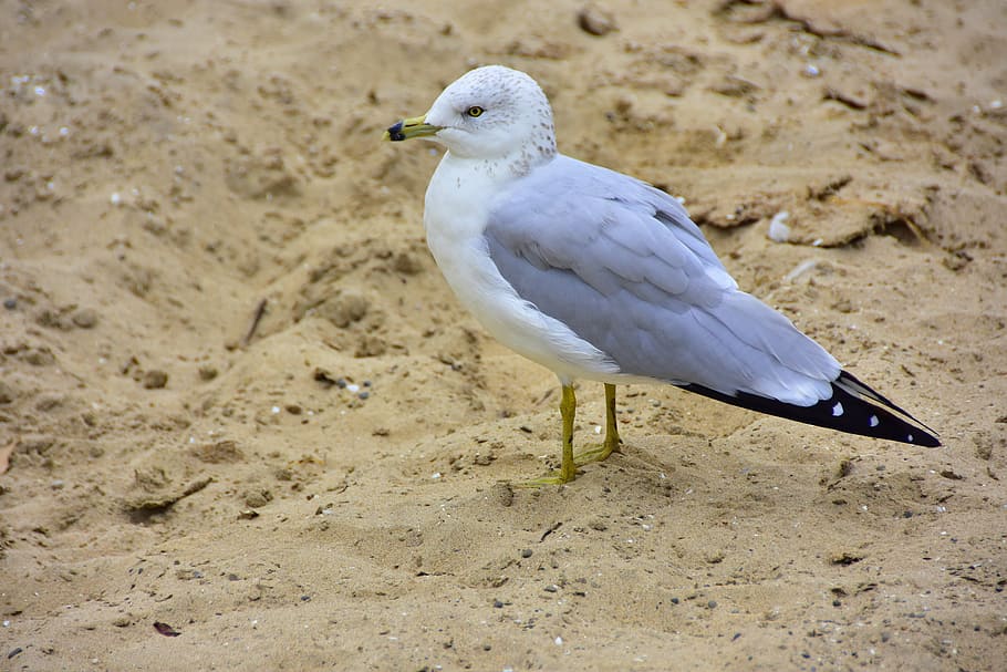 seagull, sand, bird, animal themes, one animal, animal wildlife HD wallpaper