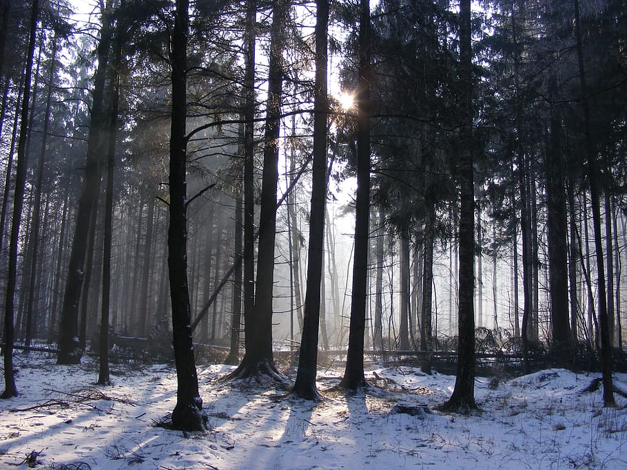 forest, winter, snow, trees, frost, landscape, morning, tribes HD wallpaper