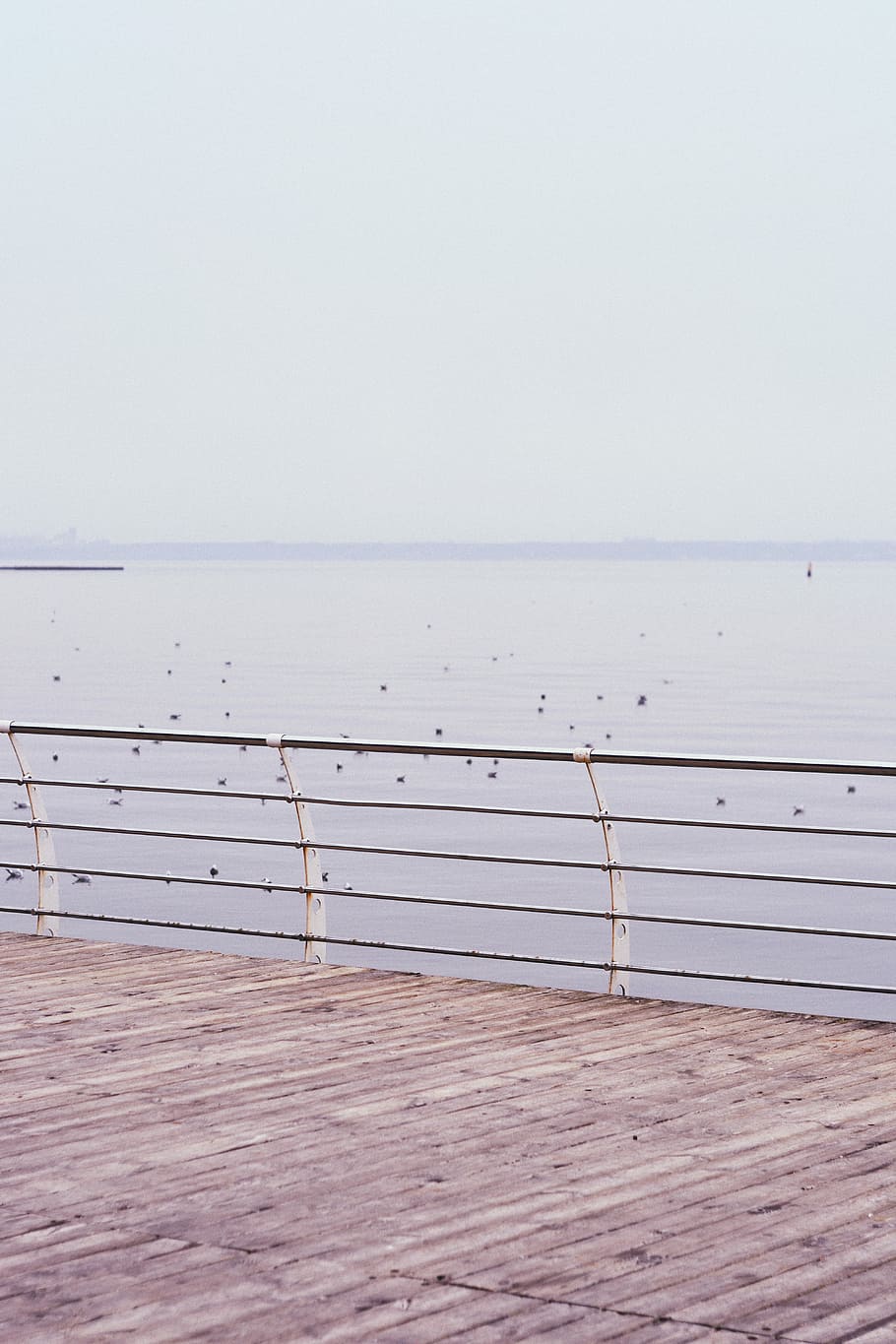 metal railings near body of water, flock of birds on water during daytime HD wallpaper
