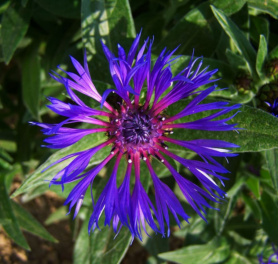 cornflower, blue flower, spring flower, flowering plant, fragility HD wallpaper