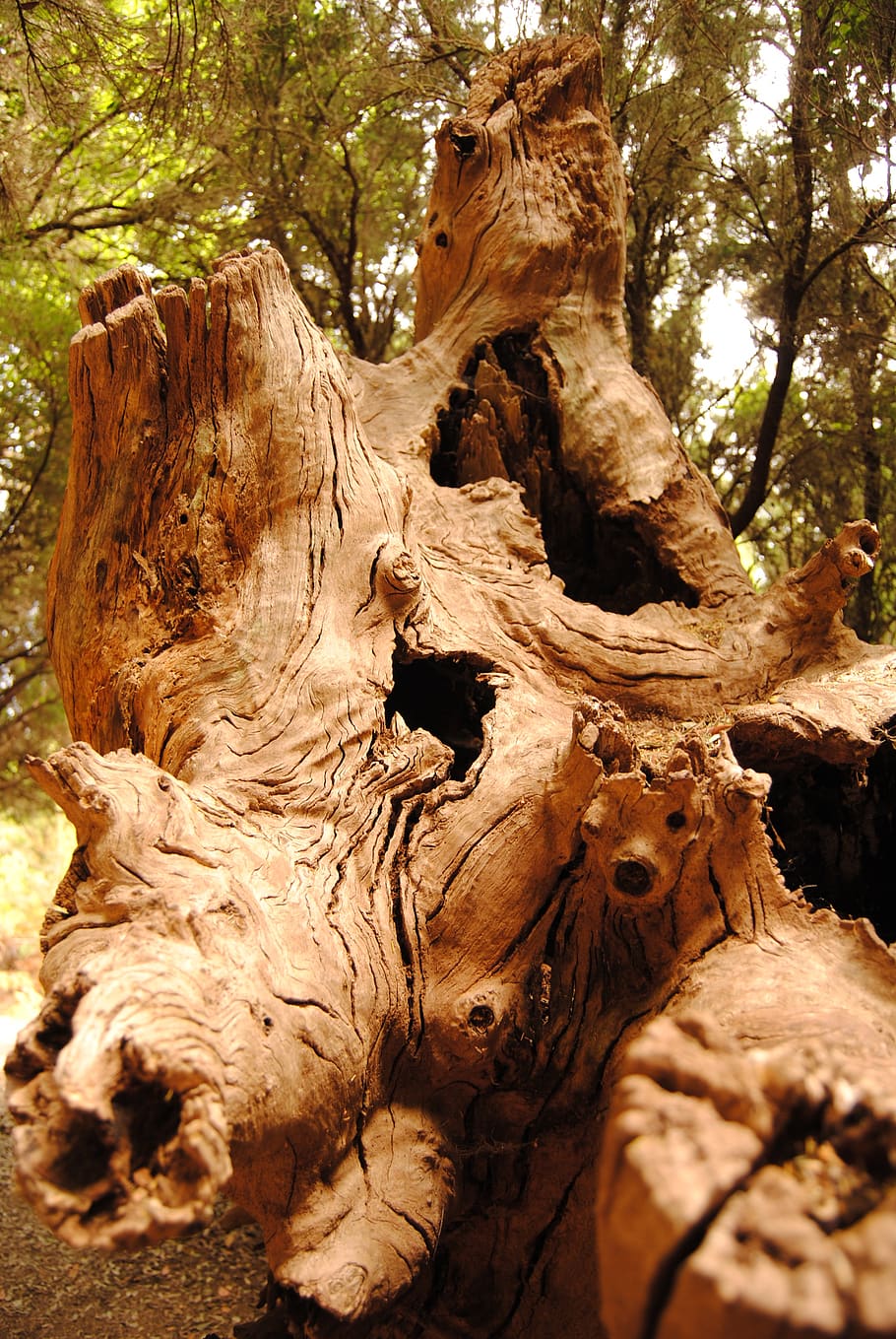 tree, tree trunk, dead, dry, wood, forest, plant, nature, no people HD wallpaper