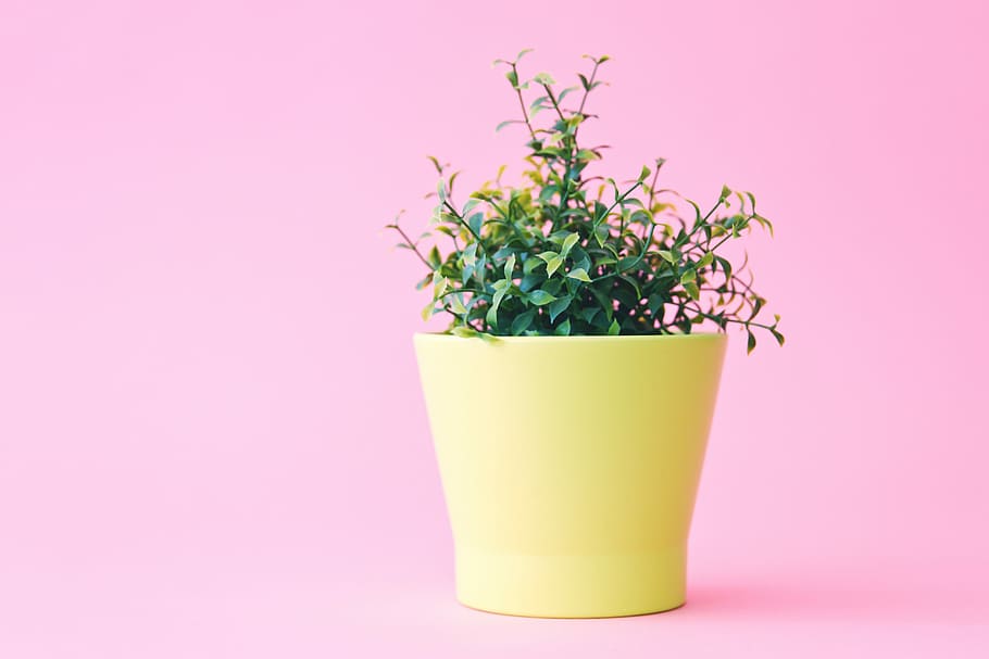 shallow focus of leafed plant, green leafed plant in yellow pot HD wallpaper