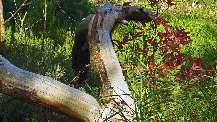 tree stump, nature, landscape, biotope, green, meadow, plant HD wallpaper