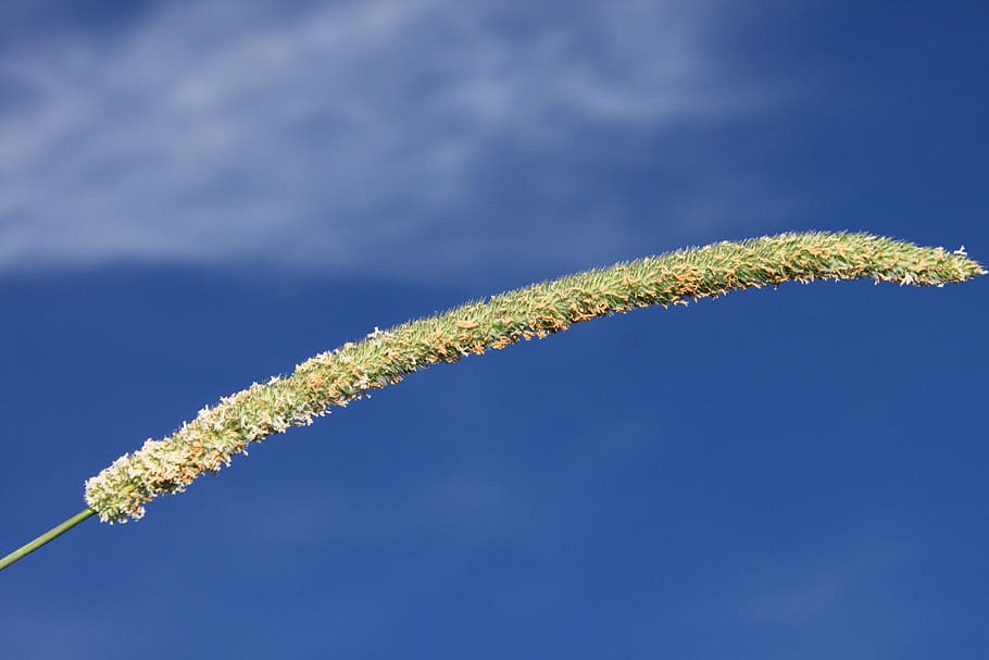 blue, ears, grass, green, seeds, wild, nature, plant, no people HD wallpaper