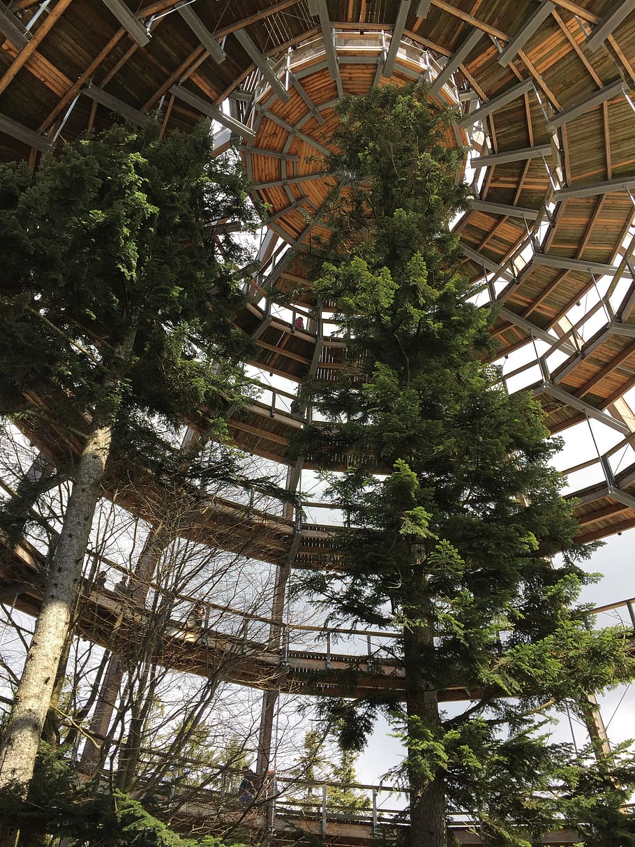 tree, the forest canopy, nature, low angle view, plant, built structure HD wallpaper