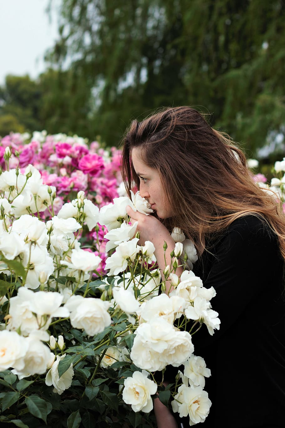 closeup photo of woman smelling white rose flower, sniffing flowers
