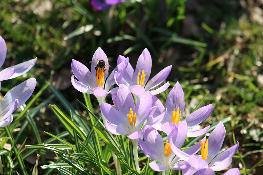 crocus, bee, spring, collect pollen, spring flowers, flowering plant HD wallpaper