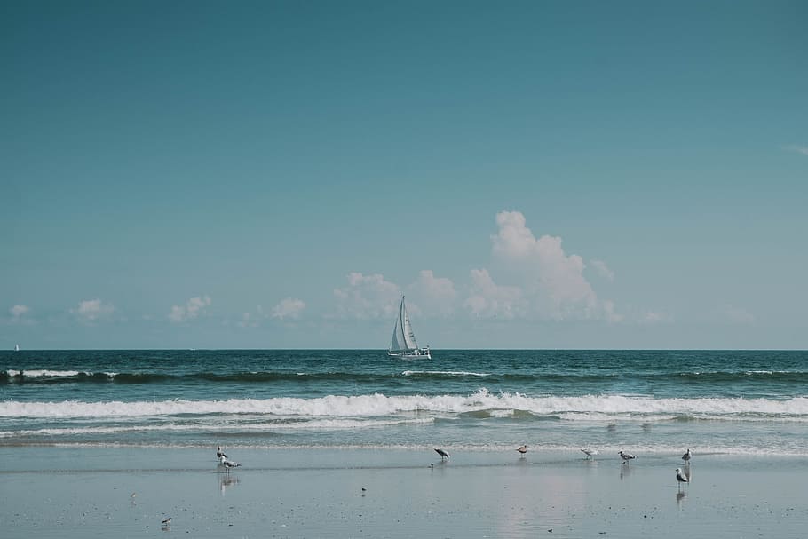 flock of birds on beach shore, white sailboat near beach, sail boat HD wallpaper