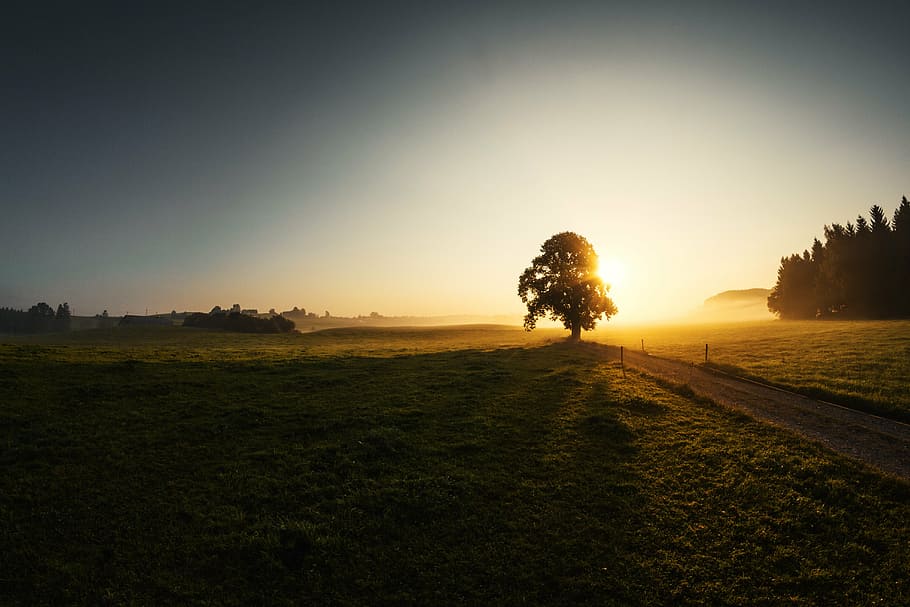 sunrise, fog, tree, grass, fisheye, sunset, silhouette, field HD wallpaper