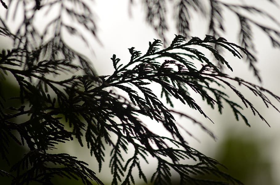cedar, silhouette, tree, nature, forest, plant, wood, natural HD wallpaper