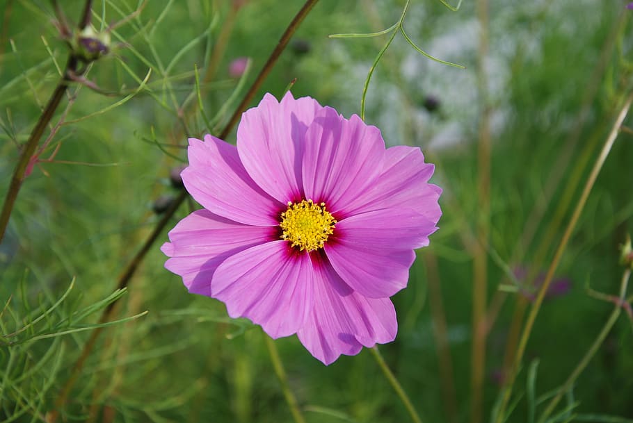 flower, macro, closeup, park, september, nature, flowering plant HD wallpaper