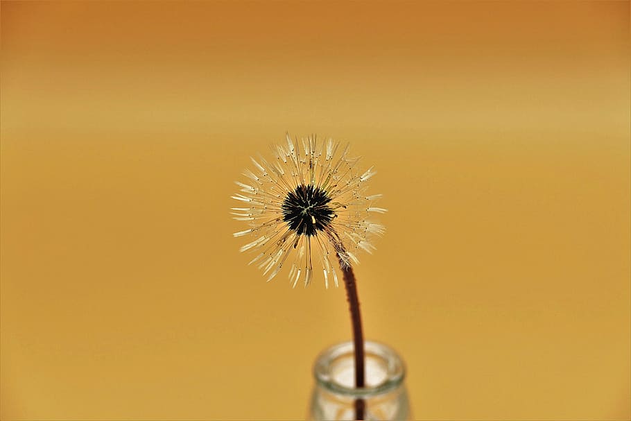 closeup photo of dandelion on clear glass vase, blossom, bloom HD wallpaper