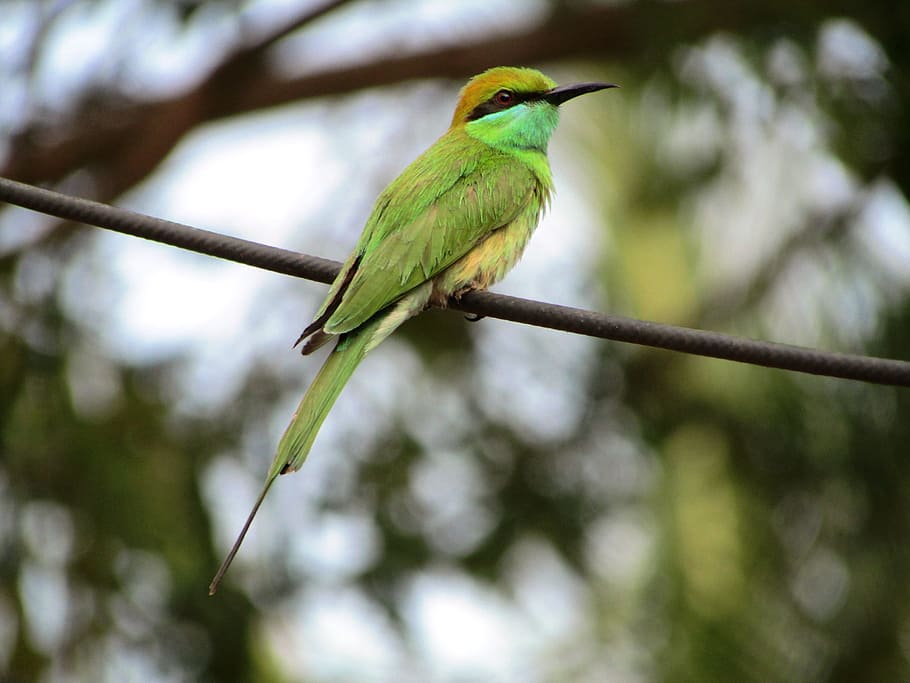 green bird hanging on tree, beeeater, small, little, perched HD wallpaper