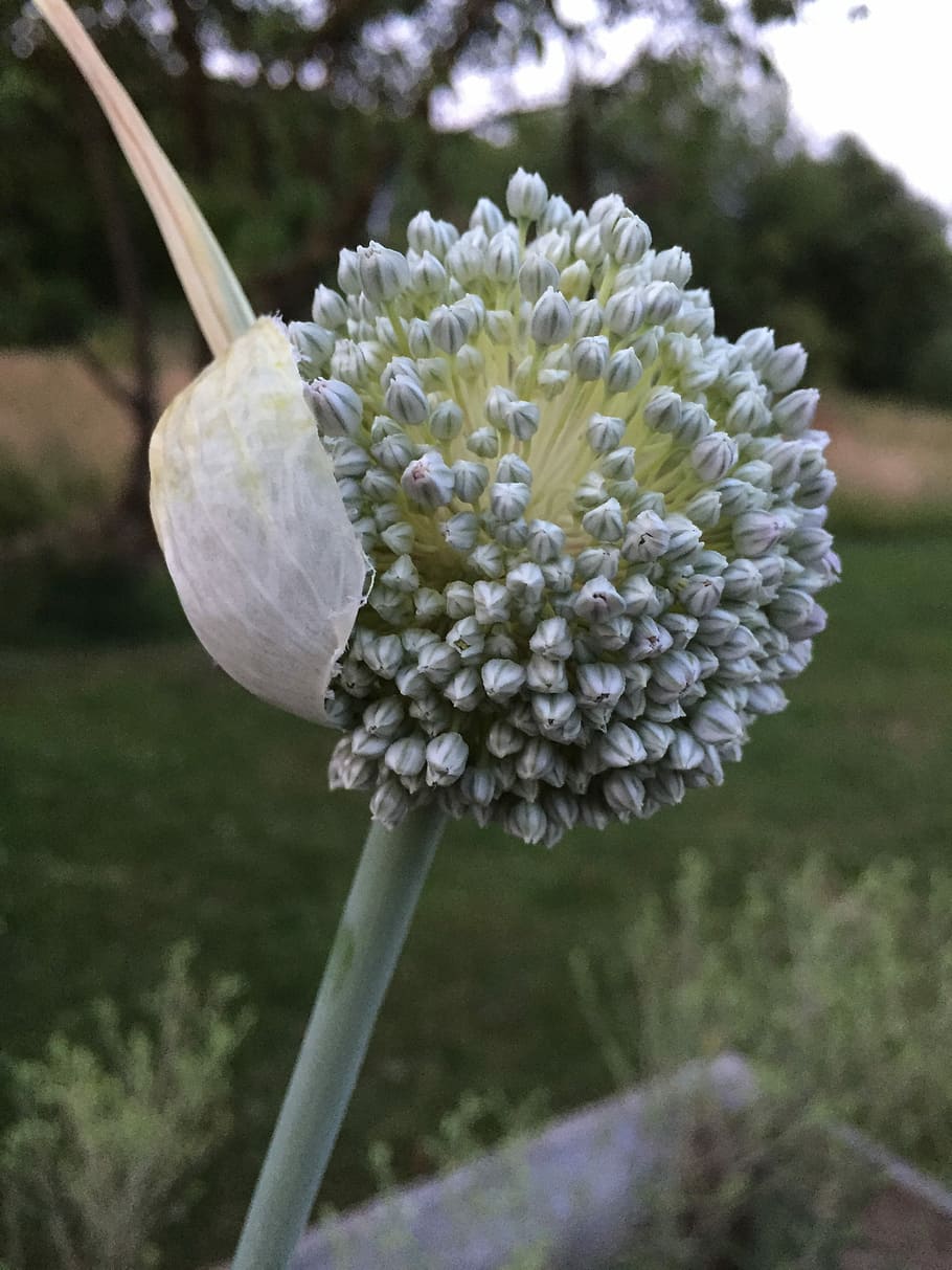 scape, leek, vegetable, vegetable garden, vegetables, seeds HD wallpaper