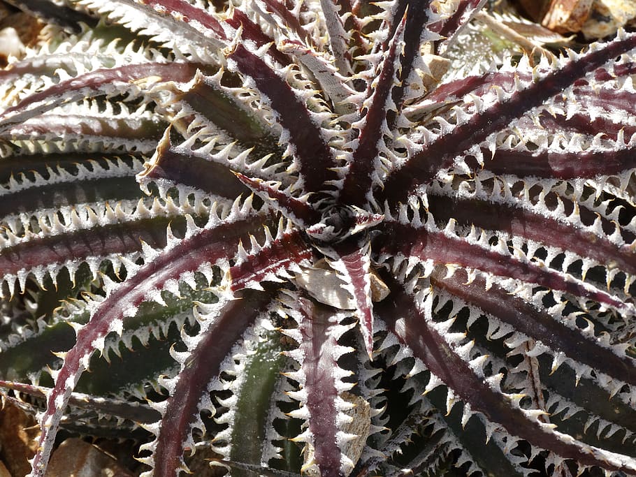 succulent, desert, plant, full frame, no people, backgrounds HD wallpaper