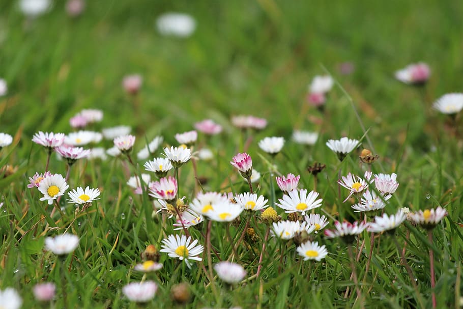 meadow, daisy, spring, rush, flower meadow, grass, wildflowers HD wallpaper