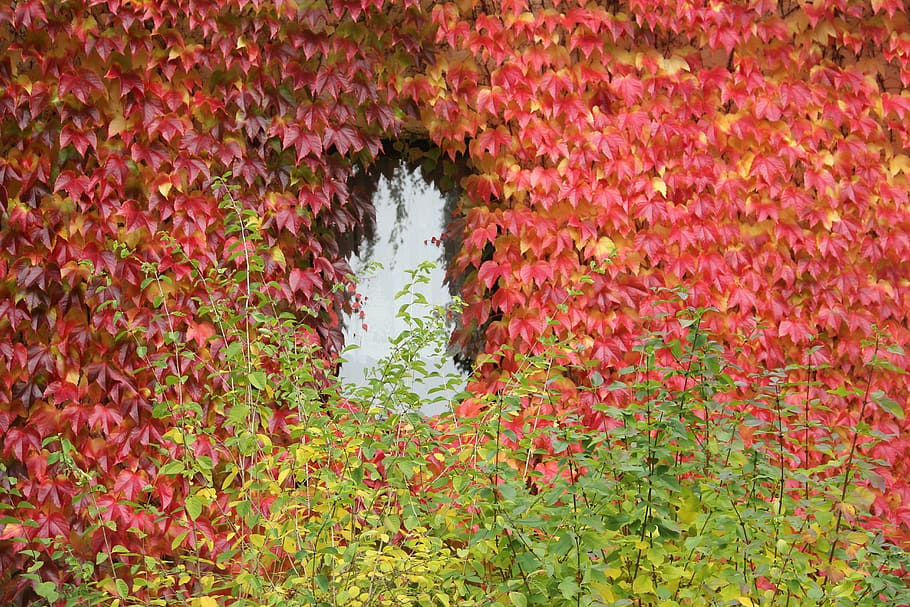autumn, leaves, window, nature, leaf, red, plant, backgrounds HD wallpaper