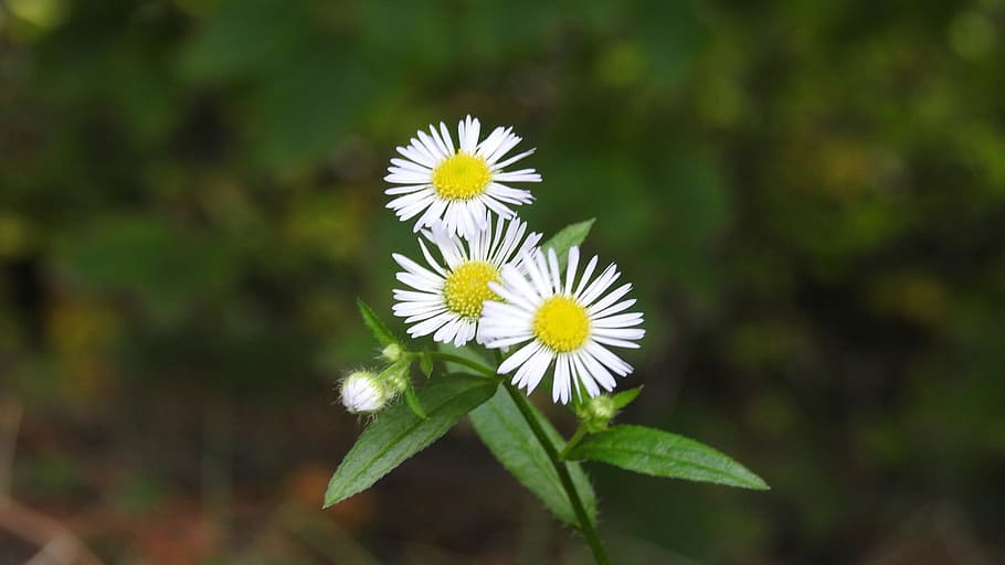 chamomile, blossom, bloom, flower, nature, flowering plant HD wallpaper
