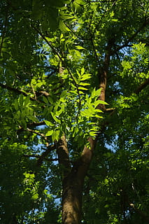 Leaves, Green, Green, Ash, Ash, Tree, Tribe, Log, common ash HD wallpaper