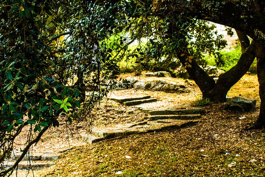 Stairs, Forest, Trees, Path, Trail, green, nature, outdoors HD wallpaper