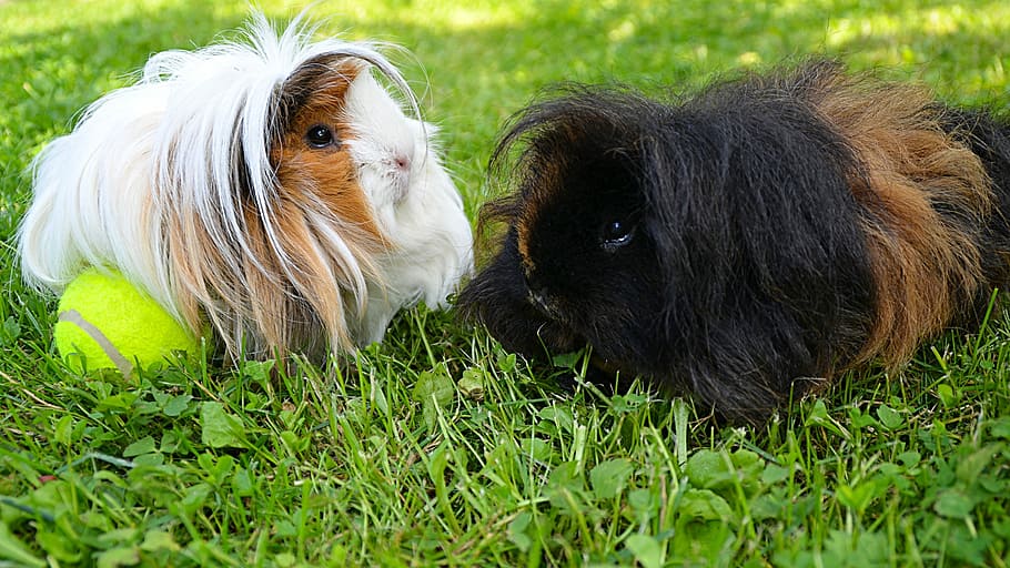 Black, White, Guinea Pig, long-haired guinea pig, guinea pig peruwianka, HD wallpaper