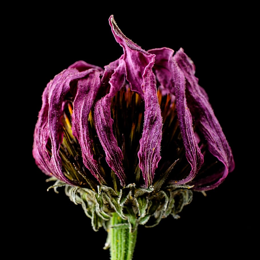 purple flower, pink, stem, green, black background, flowering plant HD wallpaper