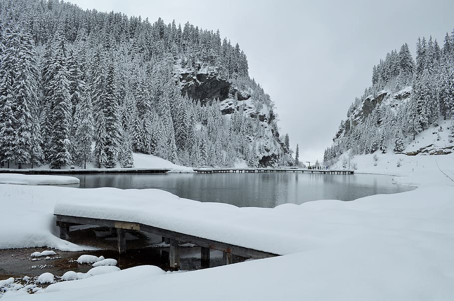 snow covered duck beside body of water, alps, haute-savoie, winter landscape, HD wallpaper